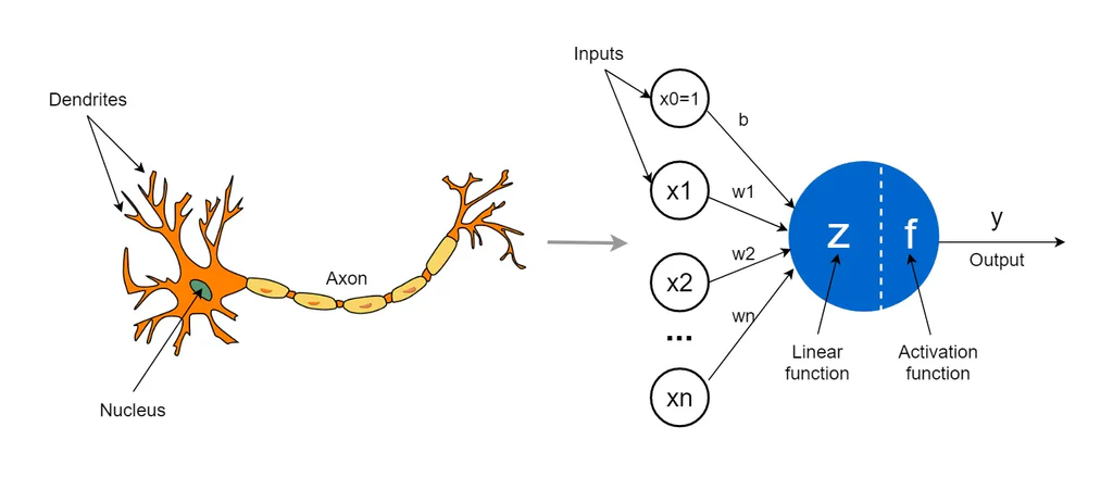 Neuron